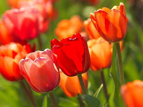 Tulips (Tulipa), flower bed