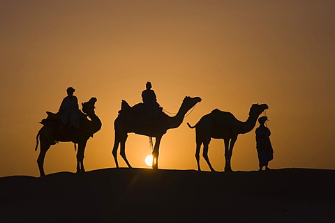 Camels at sunset in the Thar desert, Rajasthan, India, South Asia