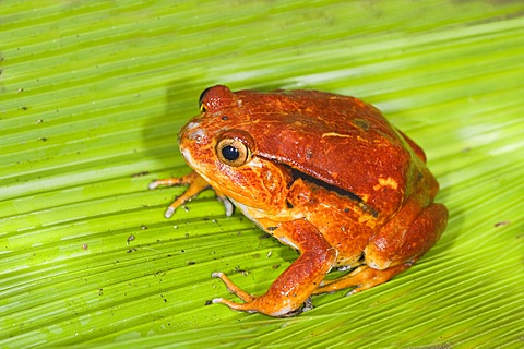 Tomato Frog or Crapaud Rouge de Madagascar (Dyscophus antongilii), Madagascar, Africa