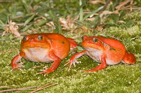 Couple of Tomato Frogs or Crapaud Rouge de Madagascar (Dyscophus antongilii), Madagascar, Africa