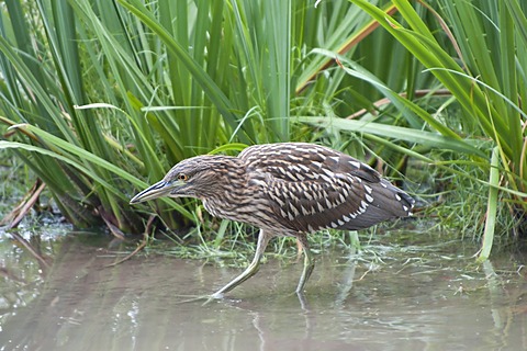 Immature Black-crowned Night-Heron (Nycticorax nycticorax nycticorax), Tigre, Delta del Parana, Argentina, South America