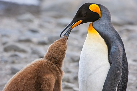 King penguin (Aptenodytes patagonicus) feeding a chick, St. Andrews Bay, South Georgia Island