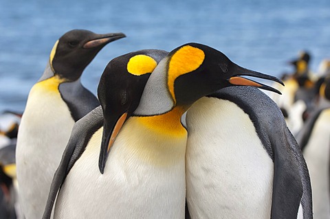 Couple of King penguins (Aptenodytes patagonicus), St. Andrews Bay, South Georgia Island