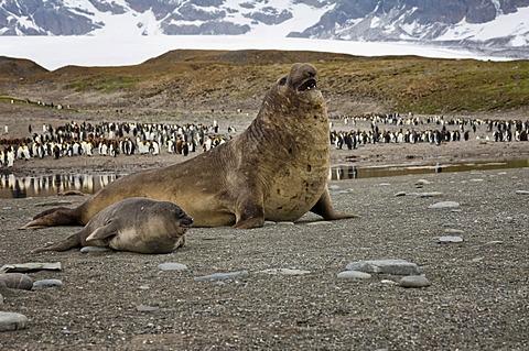 Southern Elephant Seals (Mirounga leonina) in front of a King penguin (Aptenodytes patagonicus) colony, St. Andrews Bay, South Georgia Island