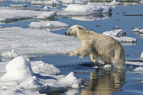 Female Polar bear (Ursus maritimus) jumping over ice floe, Svalbard Archipelago, Barents Sea, Norway