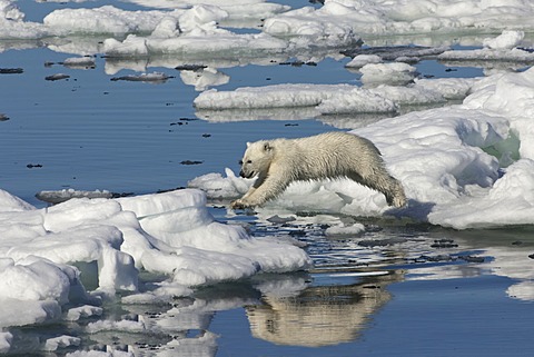 Polar bear cub (Ursus maritimus) jumping, Svalbard Archipelago, Barents Sea, Norway