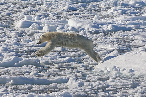 Female Polar bear (Ursus maritimus) on pack ice, Svalbard Archipelago, Barents Sea, Norway