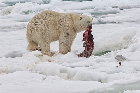 Male polar bear (Ursus maritimus) with a seal prey, Svalbard Archipelago, Barents Sea, Norway, Arctic