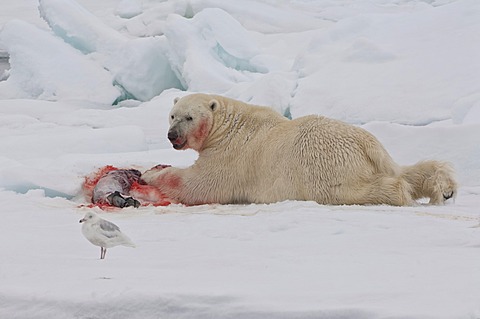 Male polar bear (Ursus maritimus) with a seal prey, Svalbard Archipelago, Barents Sea, Norway, Arctic