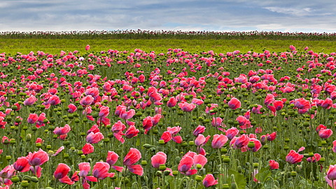 Field of poppies, Armschlag, Waldviertel region, Lower Austria, Austria, Europe