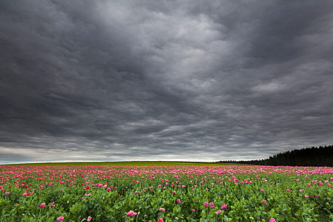 Field of poppies, Armschlag, Waldviertel region, Lower Austria, Austria, Europe