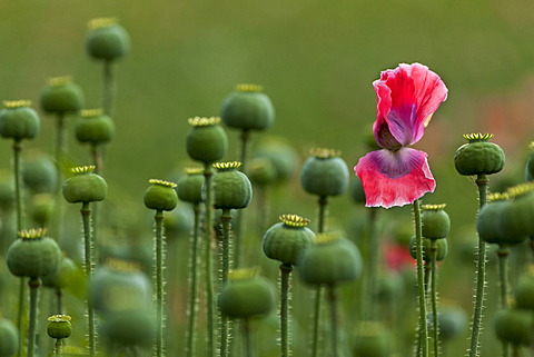 Poppy field, Armschlag, Waldviertel, Forest Quarter, Lower Austria, Austria, Europe