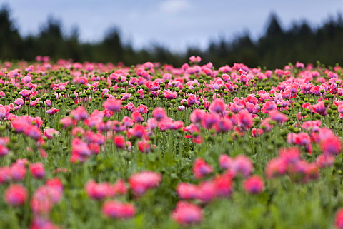 Field of poppies, Ottenschlag, Waldviertel region, Lower Austria, Austria, Europe