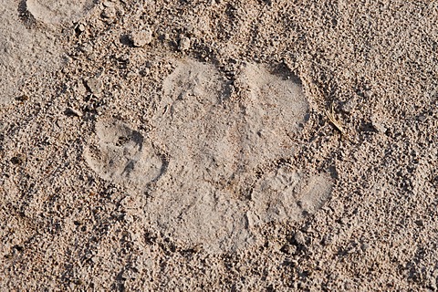 Footprint of a hippopotamus