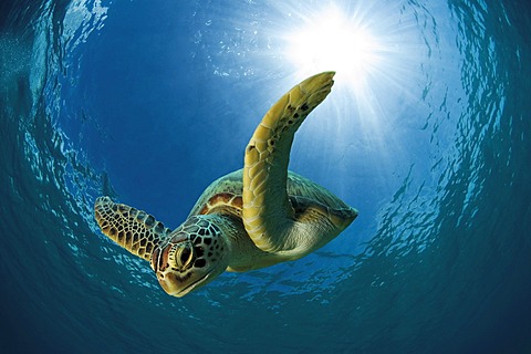 Green sea turtle or Green turtle (Chelonia mydas) diving, Dimakya Island, Palawan, Philippines, Pacific Ocean