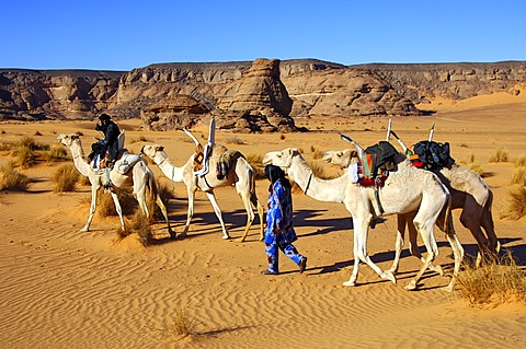 Tuareg nomads with white Mehari riding dromedaries, Acacus Mountains, Libya