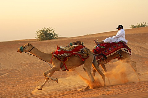 Wild camel ride, runaway camels with a desperate jockey, Dubai, United Arab Emirates, Middle East