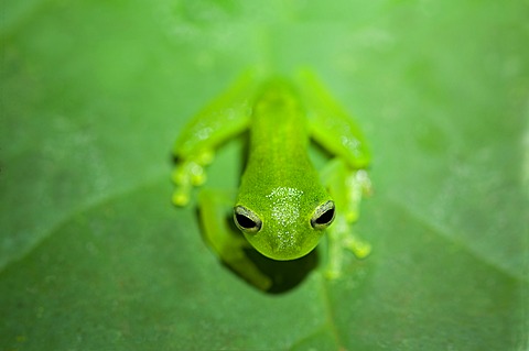 Glass Frog (Cochranella midas), Tiputini Rainforest, Yasuni National Park, Ecuador, South America