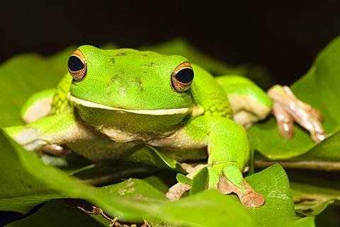 White-lipped Treefrog or Giant Tree Frog (Litoria infrafrenata), rainforest, Iron Range National Park, Cape York Peninsula, northern Queensland, Australia