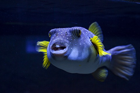 White-spotted puffer (Arothron hispidus), aquarium, Zella-Mehlis, Thuringia, Germany, Europe