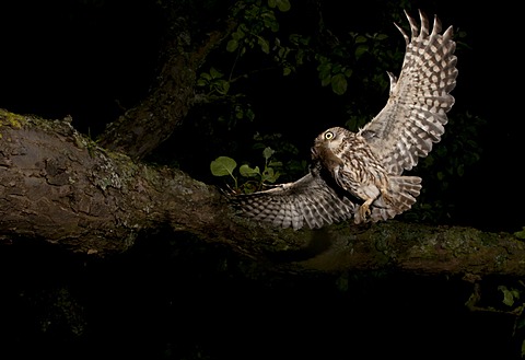 Little owl (Athene noctua)