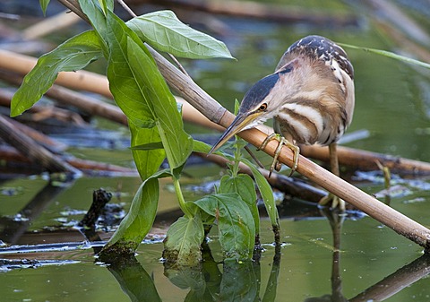 Little Bittern (Ixobrychus minutus)