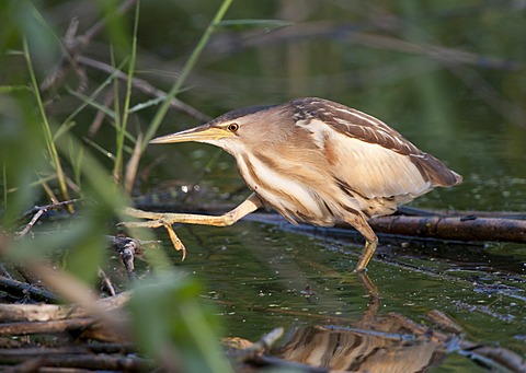 Little Bittern (Ixobrychus minutus)