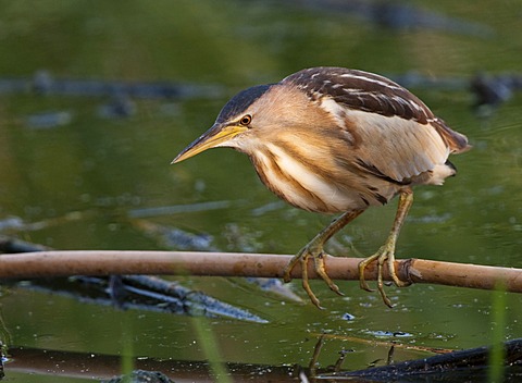 Little Bittern (Ixobrychus minutus)