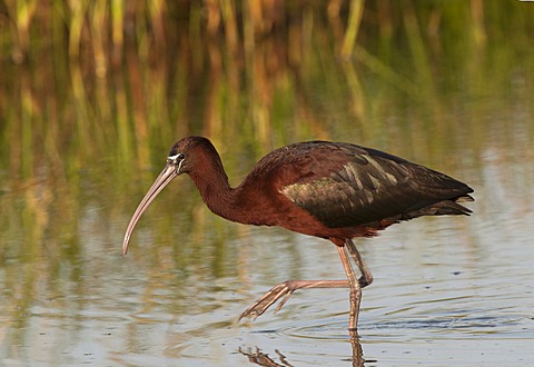 Glossy Ibis (Plegadis falcinellus)