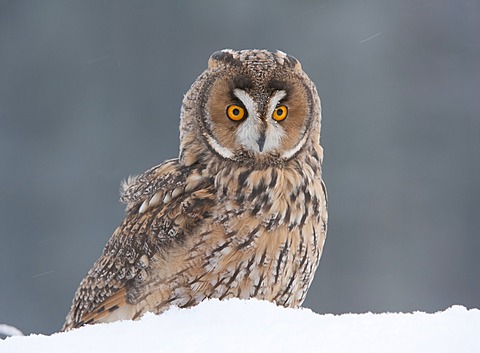 Long-eared Owl (Asio otus)