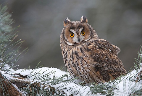 Long-eared Owl (Asio otus)