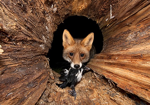 Red fox (Vulpes vulpes) with prey in a hollow tree trunk