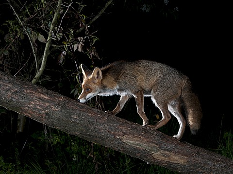 Red fox (Vulpes vulpes)