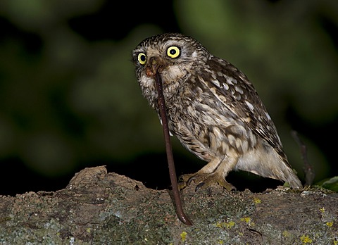 Little Owl (Athene noctua)