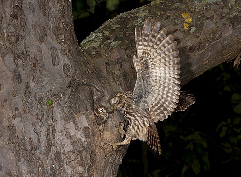 Little Owl (Athene noctua), approaching nesting hole