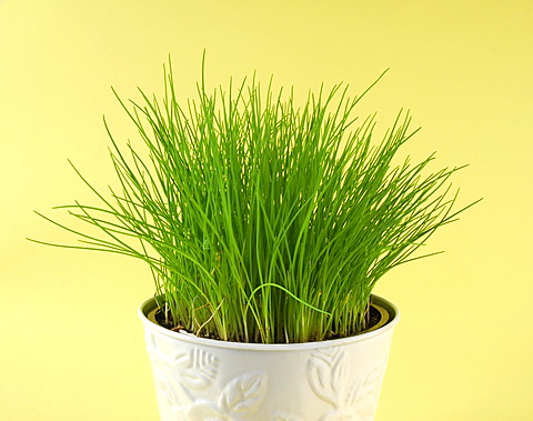 Chives in a pot