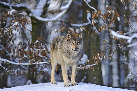 Mackenzie valley wolf, Canadian timber wolf (Canis lupus occidentalis) in the snow, young wolf