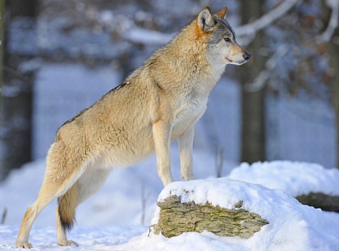 Mackenzie valley wolf, Canadian timber wolf (Canis lupus occidentalis) in the snow, keeping watch