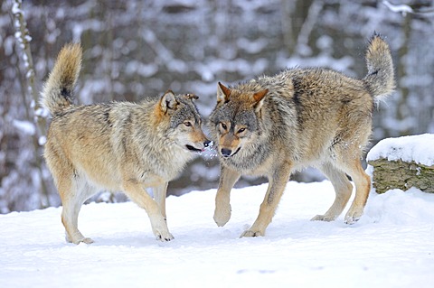 Mackenzie valley wolves, Canadian timber wolves (Canis lupus occidentalis), young wolves playing in the snow