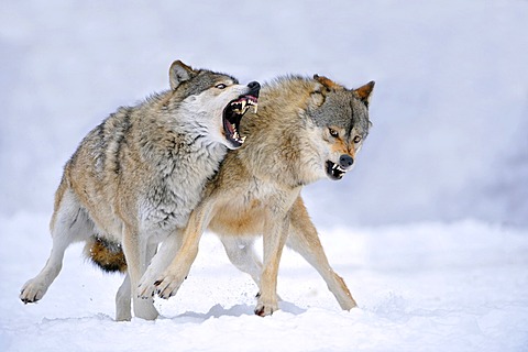 Mackenzie-Wolves, Eastern wolf, Canadian wolf (Canis lupus occidentalis) in snow, fight for social ranking