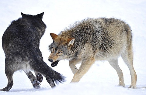 Mackenzie Wolf, Canadian wolf (Canis lupus occidentalis) in snow, young animal trying to bite another dog's side