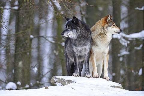 Mackenzie Wolves, Eastern wolf, Canadian wolf (Canis lupus occidentalis) in snow, on guard