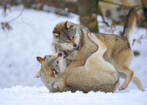 Mackenzie Valley Wolves, Canadian Timber Wolves (Canis lupus occidentalis), in the snow, fight for rank order