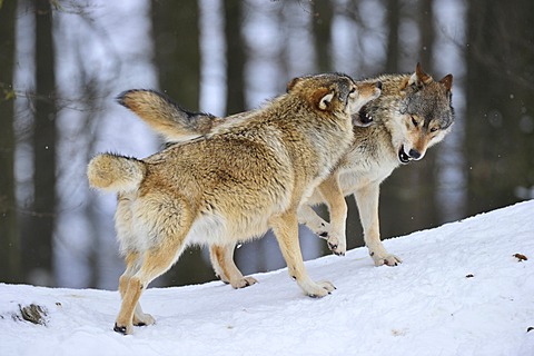 Mackenzie Valley Wolves, Canadian Timber Wolves (Canis lupus occidentalis), young playing in the snow