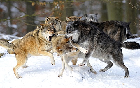 Mackenzie Valley Wolves, Canadian Timber Wolves (Canis lupus occidentalis) in the snow, fight for rank order, alpha female, right, reprimanding a young wolf, in front of the pack