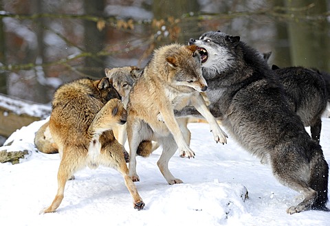 Mackenzie Valley Wolves, Canadian Timber Wolves (Canis lupus occidentalis) in the snow, fight for rank order, alpha female, right, reprimanding a young wolf, in front of the pack