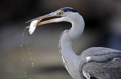 Grey Heron (Ardea cinerea) in an urban environment, feeding on fish, Stuttgart, Baden-Wuerttemberg, Germany, Europe