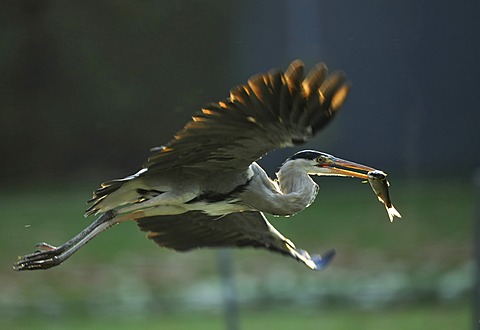 Grey Heron (Ardea cinerea) in flight with fish prey, Stuttgart, Baden-Wuerttemberg, Germany, Europe