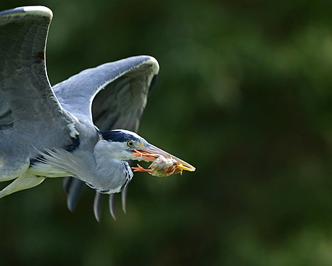 Grey Heron (Ardea cinerea) with captured chicken, in flight, Stuttgart, Baden-Wuerttemberg, Germany, Europe