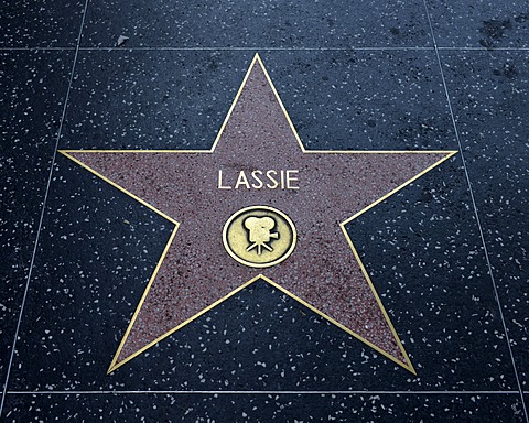 Terrazzo star for the artist Lassie, film category, Walk of Fame, Hollywood Boulevard, Hollywood, Los Angeles, California, United States of America, USA, PublicGround